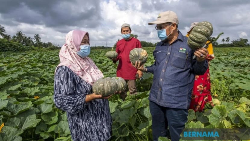 10,000 petani Bachok raih lebih RM32 juta tanam tembikai, labu, keledek