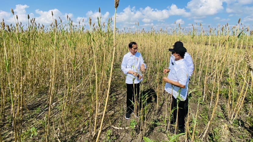 ‘It will be just like rice’: Why Indonesia turns to sorghum as alternative staple food