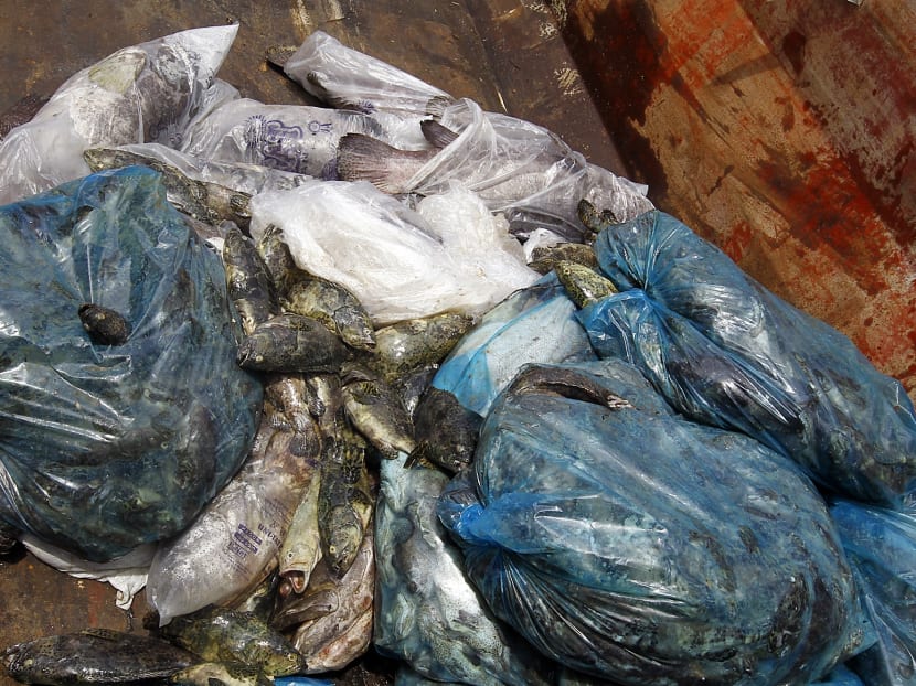 160 tonnes of dead fish found in farms along Johor Straits
