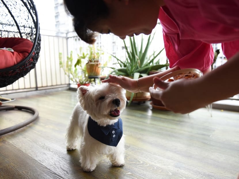 Dog owner Carrie Er petting Piper, one of her white terriers, at her home in Singapore. A pair of fluffy white terriers are among a growing number of pet influencers on social media in Singapore, a trend fuelled by a rise in online shopping and pet ownership during the Covid-19 coronavirus pandemic.