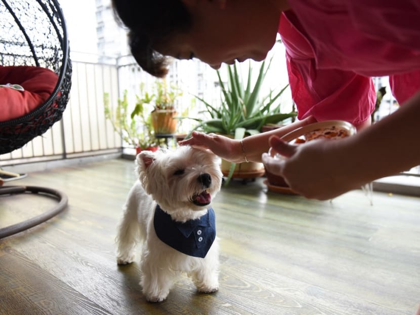 Dog owner Carrie Er petting Piper, one of her white terriers, at her home in Singapore. A pair of fluffy white terriers are among a growing number of pet influencers on social media in Singapore, a trend fuelled by a rise in online shopping and pet ownership during the Covid-19 coronavirus pandemic. Dog owner Carrie Er petting Piper, one of her white terriers, at her home in Singapore. A pair of fluffy white terriers are among a growing number of pet influencers on social media in Singapore, a trend fuelled by a rise in online shopping and pet ownership during the Covid-19 coronavirus pandemic.