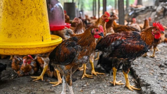 马国7月将解除鸡只出口管制 本地业者：料鸡肉价降 鸡蛋价涨