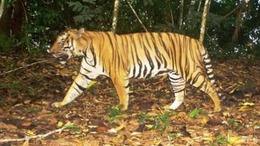 Jabatan Perlindungan Hidupan Liar sahkan harimau dikesan di Terengganu