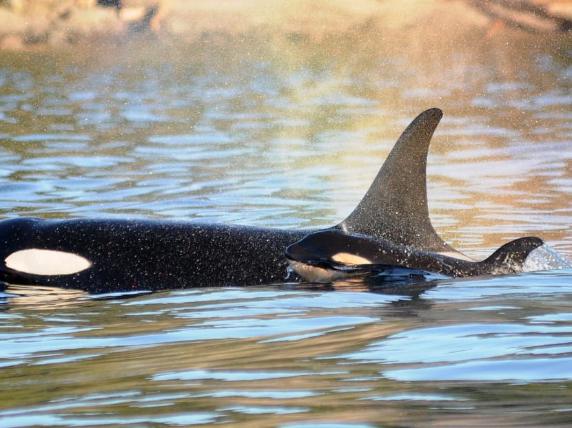 In this Tuesday, Dec. 30, 2014 photo provided by the Center for Whale Research, a new baby orca whale swims alongside its mother near Vancouver Island in the Canadian Gulf Islands of British Columbia. Photo: AP