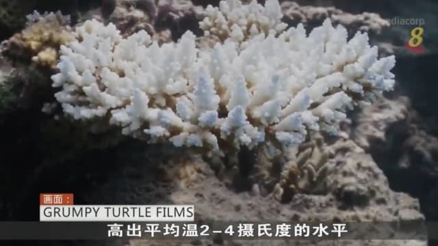 澳洲大堡礁经历两年来规模最大珊瑚白化现象