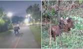 'It's like a thrill': More wildlife sightings in Singapore due to habitat change, people seeking out animals