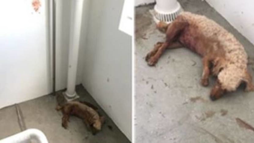 Dogs dragged to their death, starved and abused: The rising number of animal cruelty reports Dogs dragged to their death, starved and abused: The rising number of animal cruelty reports