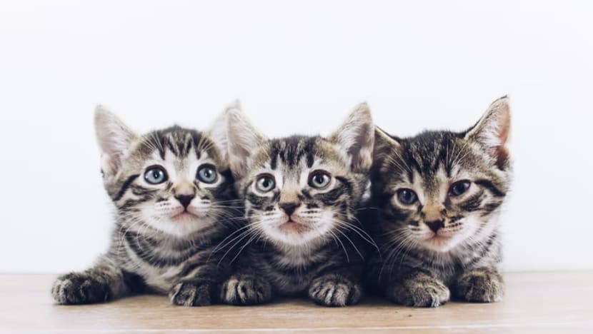 Founder of Facebook cat group fined for using home to sell pet kittens, failing to take cat to vet Founder of Facebook cat group fined for using home to sell pet kittens, failing to take cat to vet