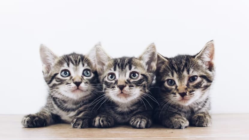 Administrator of cat Facebook group charged with illegally selling kittens from his home