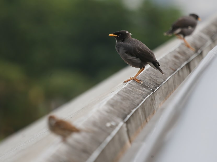 Feeding wild birds could pose a serious public health issue. They would be conditioned to rely on food handouts and linger around public housing areas and food businesses, leaving droppings at various places.