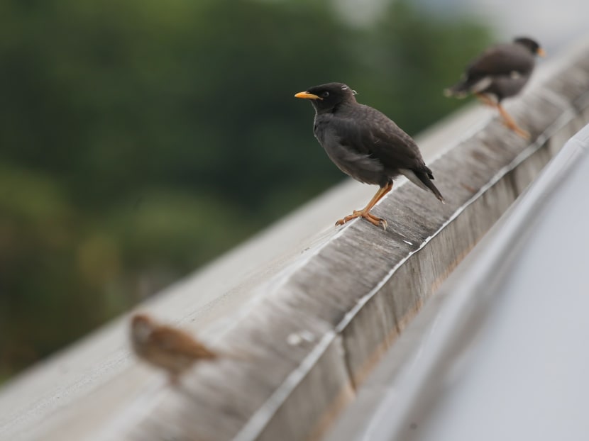 Feeding wild birds could pose a serious public health issue. They would be conditioned to rely on food handouts and linger around public housing areas and food businesses, leaving droppings at various places. Feeding wild birds could pose a serious public health issue. They would be conditioned to rely on food handouts and linger around public housing areas and food businesses, leaving droppings at various places.