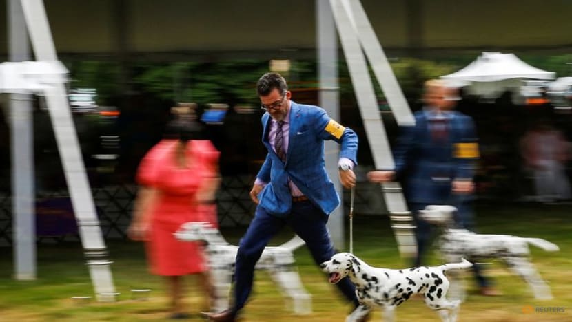 Top dog to be named at US Westminster show Top dog to be named at US Westminster show