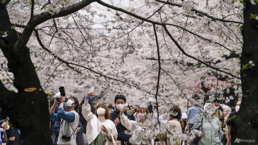 Sakura forecast for 2023: When and where to spot cherry blossoms around Japan?