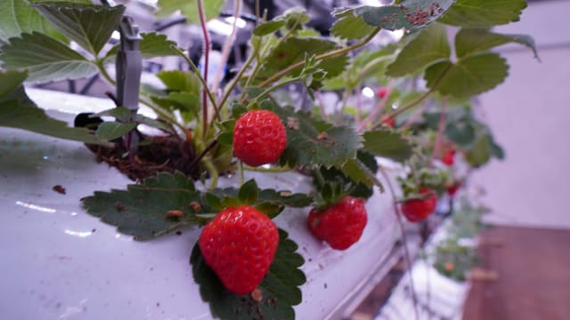 本地公司推出全球首个 热带国家也能种植草莓品种