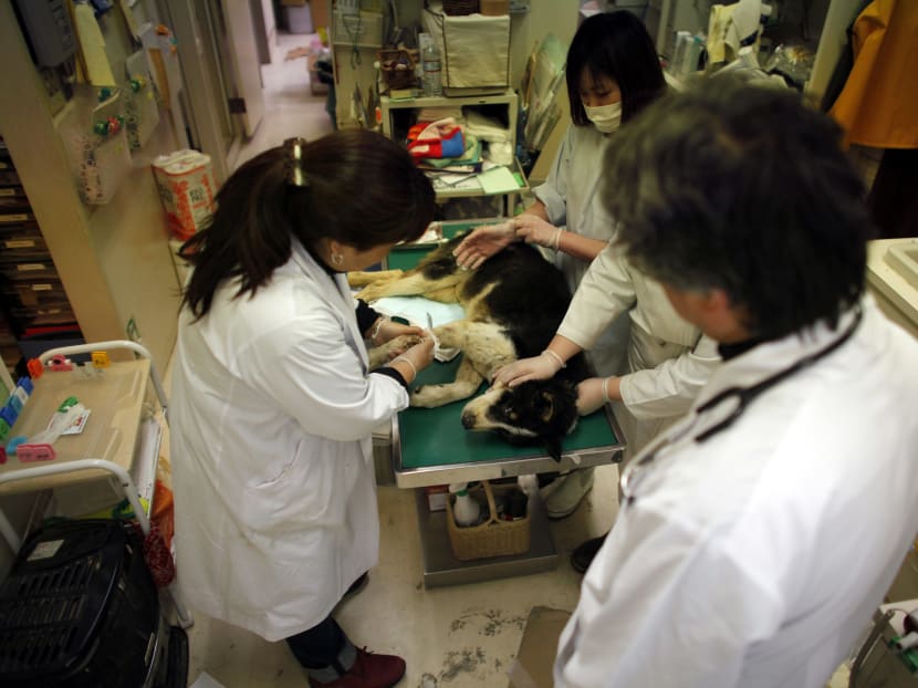 Veterinarians examining a dog rescued from the March 11 earthquake and tsunami at the Abe Pet Clinic in Ishinomaki, Japan on April 7, 2011. Photo: Reuters