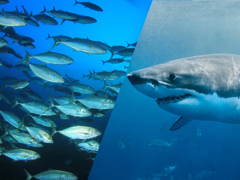 Sharks and tuna might be extinct by the time your kids grow up – but there is hope