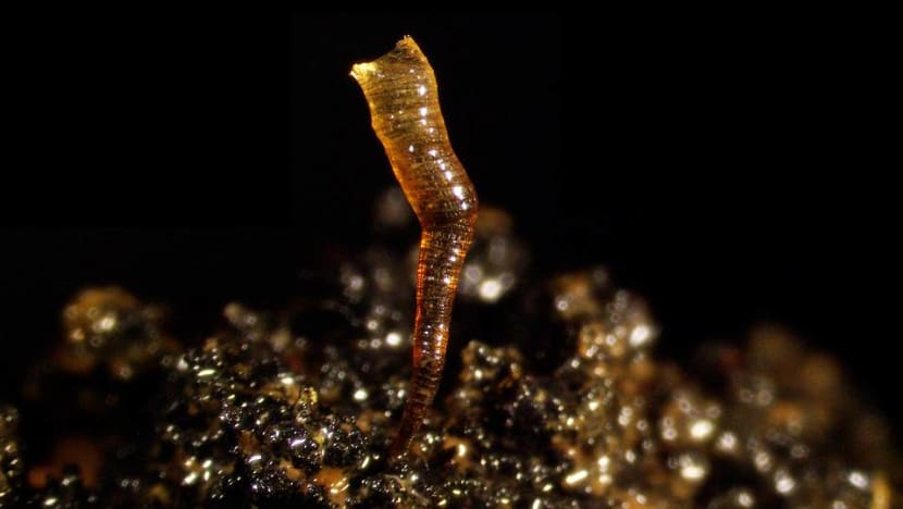 NUS researchers discover creatures, some possibly new, in depths of Pacific Ocean NUS researchers discover creatures, some possibly new, in depths of Pacific Ocean