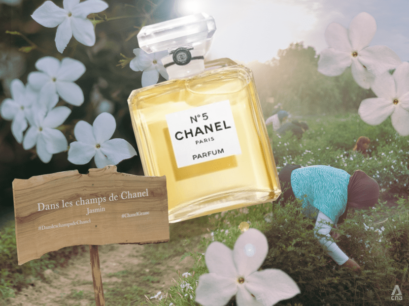 What s Chanel N5 perfume s secret ingredient Lots of jasmine flowers from Grasse France CNA Lifestyle