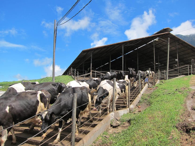 Dairy farms to expand in Asia as milk consumption increases