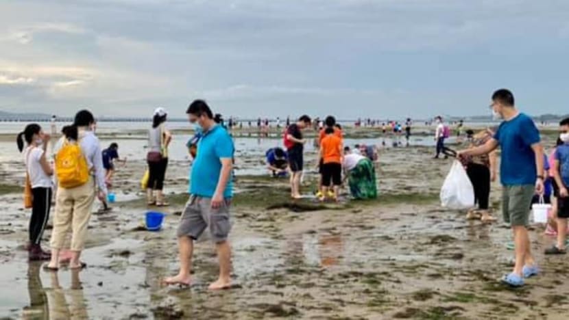 Commentary: Excitement over marine creatures is great, but are we loving Singapore’s shores to death? Commentary: Excitement over marine creatures is great, but are we loving Singapore’s shores to death?