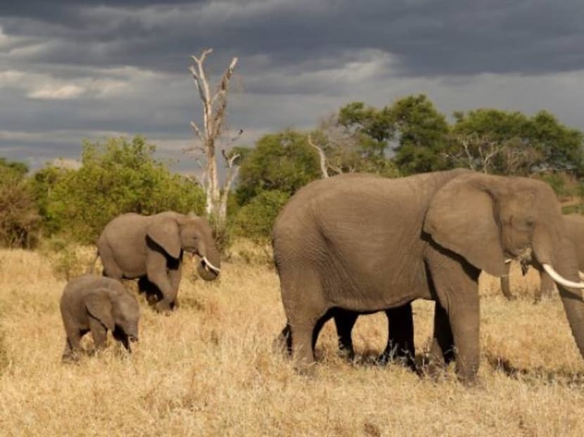 Travel with lions and elephants as Airbnb launches new adventure tours Travel with lions and elephants as Airbnb launches new adventure tours