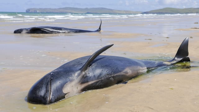 34头鲸鱼集体搁浅在新西兰海滩 超过20头已死亡