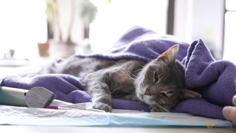 US regulators inch toward pet-insurance rules as Sir Purrs A Lot ails US regulators inch toward pet-insurance rules as Sir Purrs A Lot ails