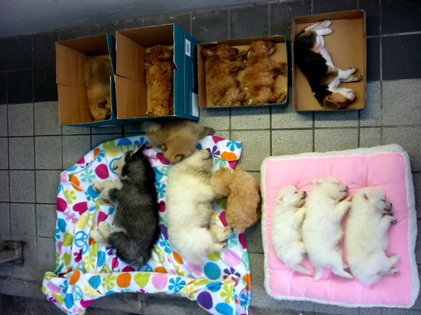 13 puppies found hidden in car at Woodlands Checkpoint