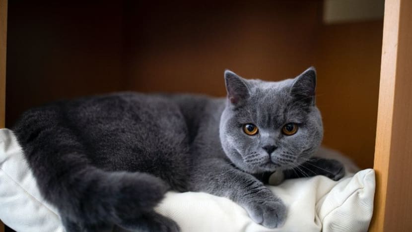 Wanita gigit jari, rugi RM3,230 ditipu penjual kucing di Instagram Wanita gigit jari, rugi RM3,230 ditipu penjual kucing di Instagram