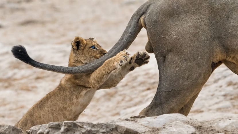 In pictures: Cub pouncing on lion wins Comedy Wildlife Photography Awards In pictures: Cub pouncing on lion wins Comedy Wildlife Photography Awards