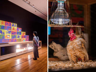 An art installation (left) titled How to Explain Art to a Bangkok Cock was part of an exhibition that opened at the National Gallery Singapore on May 5, 2023. The detail on the right shows how live poultry were incorporated in the installation.
