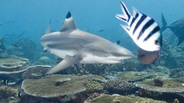 受困实马高岛海域巨网 14只黑鳍礁鲨丢命