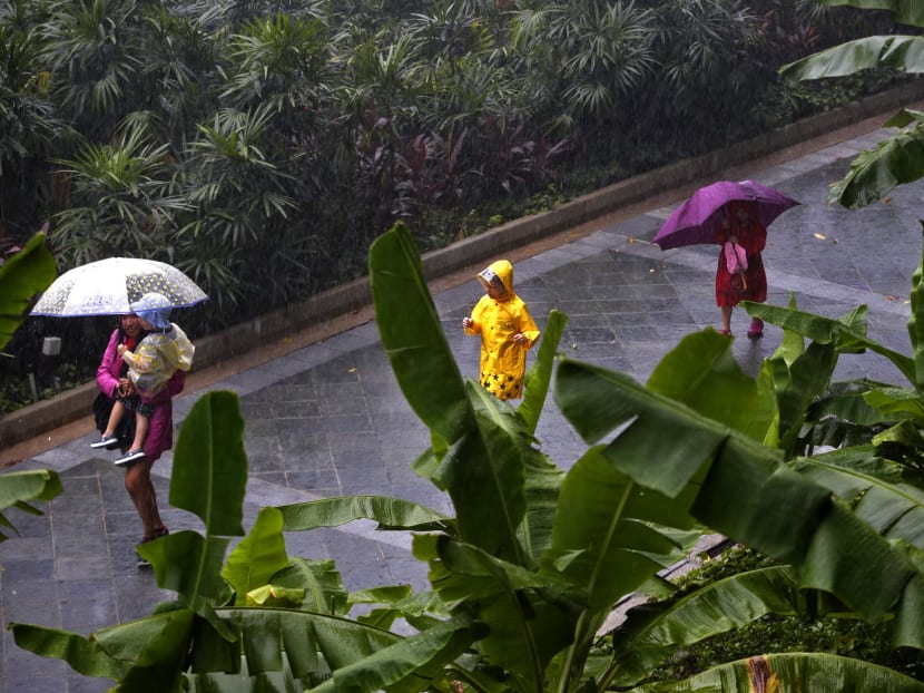 The Meteorological Service Singapore said short, thundery showers are expected between the late morning and early afternoon on six to eight days over the next two weeks.