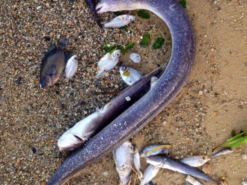 Gallery: Piles of dead fish at Pasir Ris beach