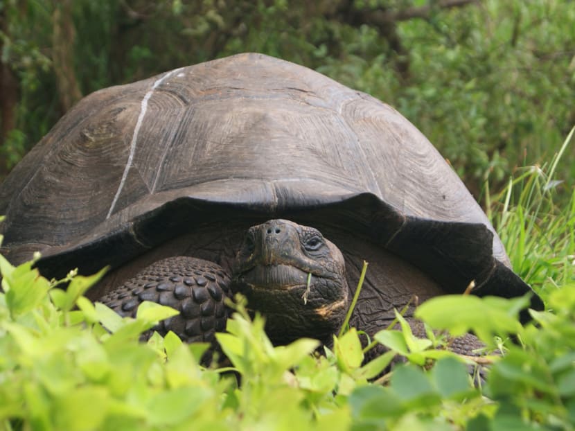 This Aug 30, 2015 photo released by Galapagos National Park shows a new species of tortoise on Santa Cruz Island, Galapagos Islands, Ecuador. Photo: AP