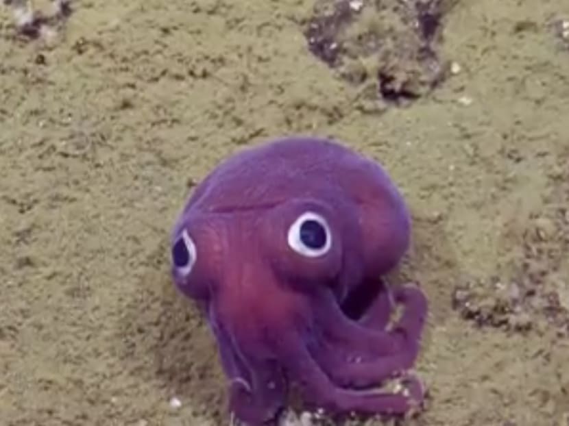 The squid discovered by the Exploration Vessel Nautilus team. Photo: Screengrab from Nautilus Live Facebook