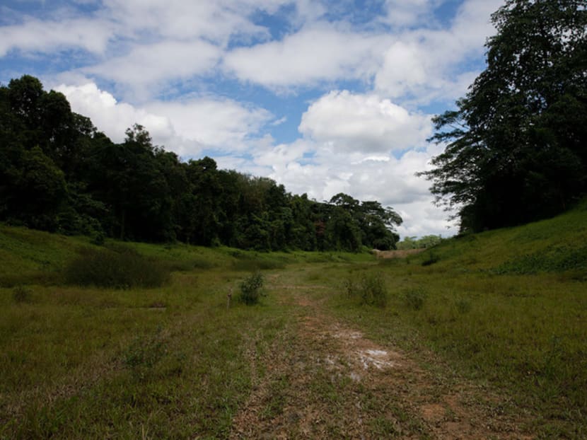 A view of Clementi forest in Ulu Pandan. The IPS study found that most Singaporeans felt protecting the environment should be prioritised over economic growth.