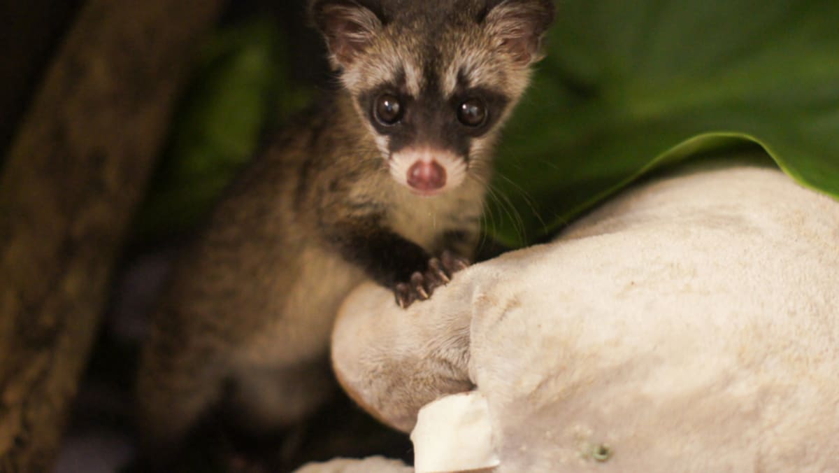 Seen more civets in your neighbourhood recently? Here’s what to do TODAY