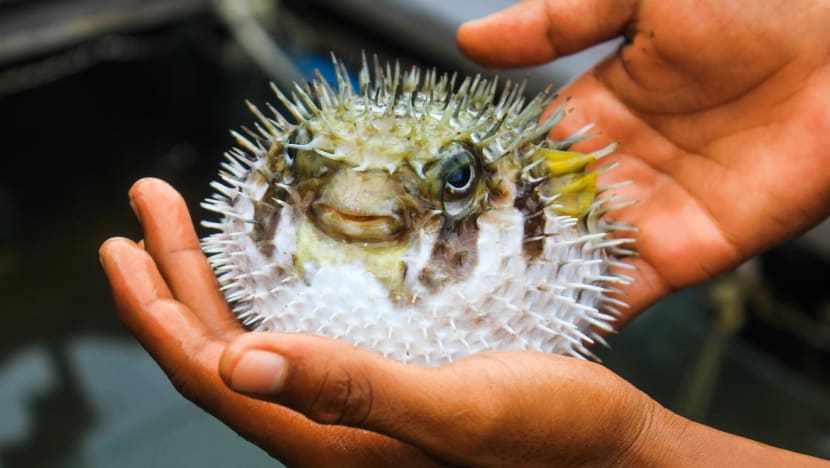 Pufferfish often thrown back to sea when caught, says Johor fisheries department official
