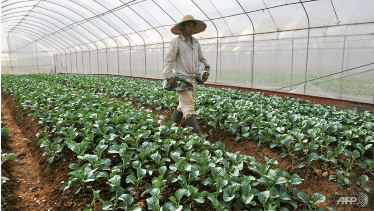 ‘Pertumbuhan yang sehat’ di jumlah pertanian pangan lokal: Laporan Statistik Pangan Singapura