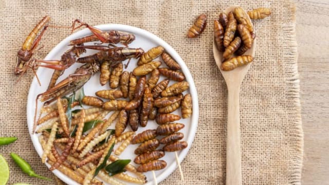 蟋蟀蚱蜢等可食用昆虫 料很快获准登本地餐桌