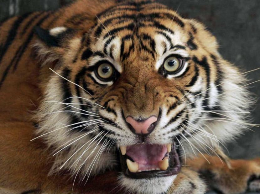 A Sumatran tiger. Tiger parts, elephant ivory, rhino horn and exotic birds and reptiles are among the most trafficked items. Photo: AP