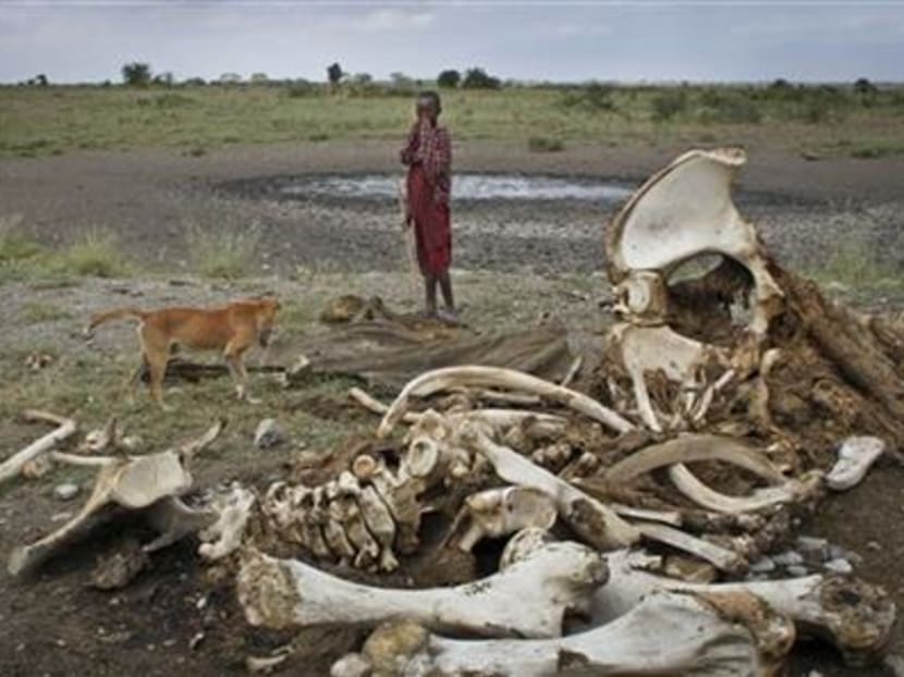 A Masai tribesman stands near the remains of a poached elephant. Photo: AP
