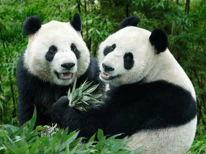 Baby-making season begins for giant pandas Kai Kai and Jia Jia