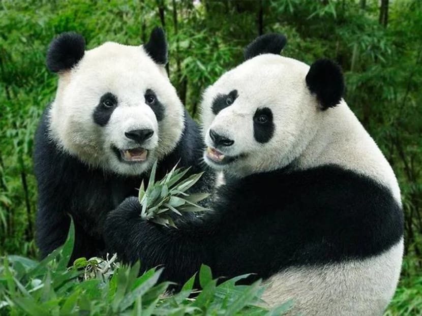 Baby-making season begins for giant pandas Kai Kai and Jia Jia Baby-making season begins for giant pandas Kai Kai and Jia Jia