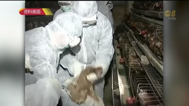 英国养殖场员工检测出禽流感 巴西首现野鸟感染高致病性禽流感