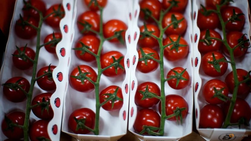 Scientists make way for gene-edited tomatoes as vegan source of vitamin D Scientists make way for gene-edited tomatoes as vegan source of vitamin D