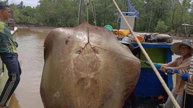 马国渔民捕获 180公斤巨型魔鬼鱼