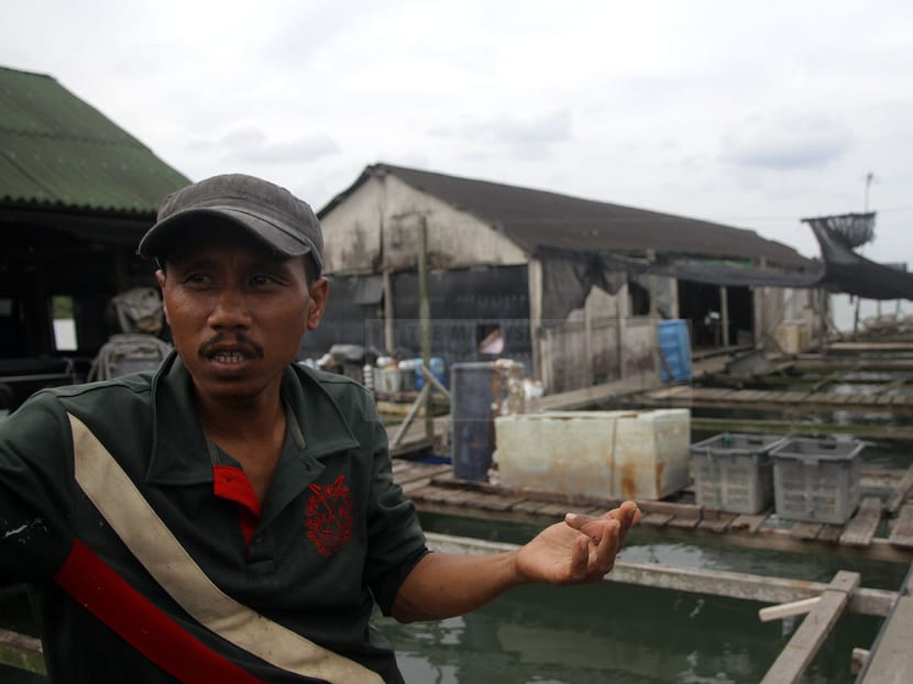 Malaysian fish farmer Yusaini Majid, 35, says his boss will close down the fish farm because fish keep dying in the Tanjung Kupang waters. Photo: The Malaysian Insider