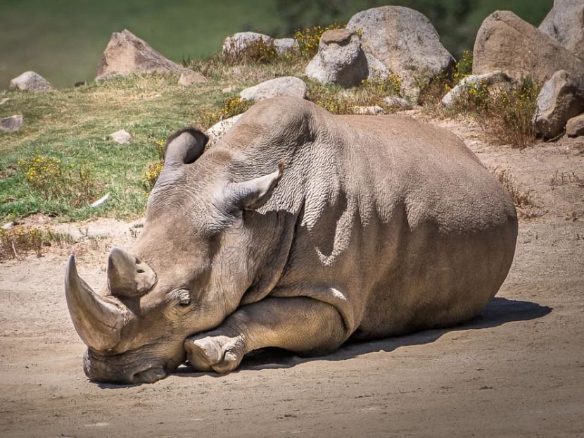 Angalifu, one of the 6 remaining northern white rhinos, have passed away of old age at the San Diego Zoo's Safari Park on Dec 14, 2014. Photo: San Deigo Zoo Safari Park's Twitter